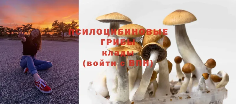 Галлюциногенные грибы Psilocybine cubensis  цена наркотик  Бавлы 